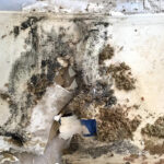 Mold Remediation and Water Restoration of Naples-Naples