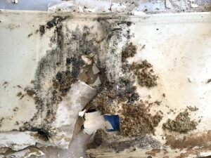 Mold Remediation and Water Restoration of Naples-Naples