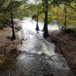 Suwannee River State Park-Live Oak