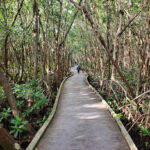 Four Mile Cove Ecological Preserve-Cape Coral