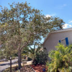 High Altitude Environmental Arborist