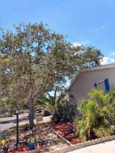 High Altitude Environmental Arborist
