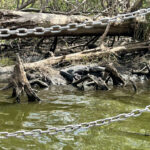Black Hammock Orlando Airboat Rides-Oviedo